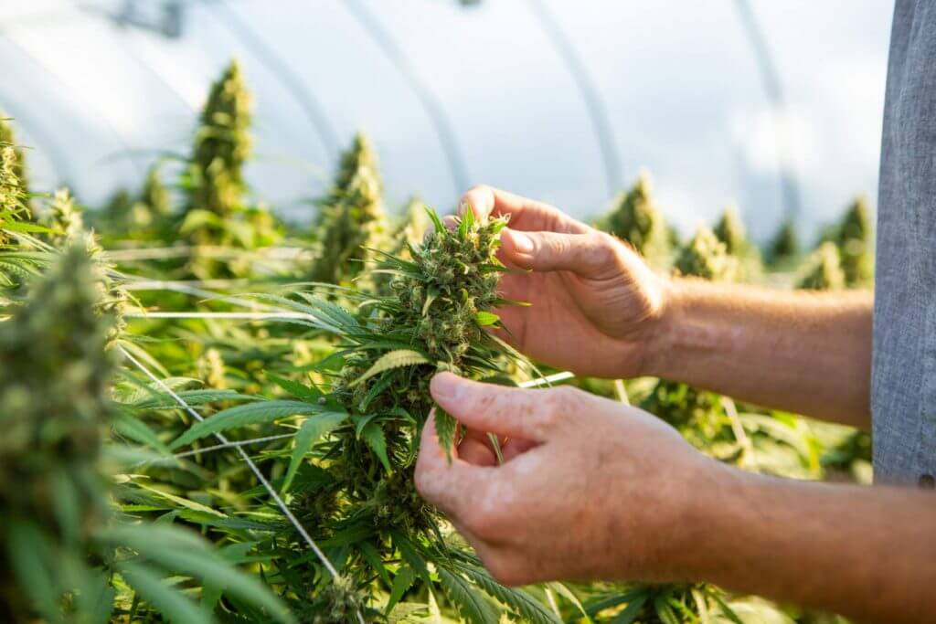 Legal Marijuana Dispensary Canada