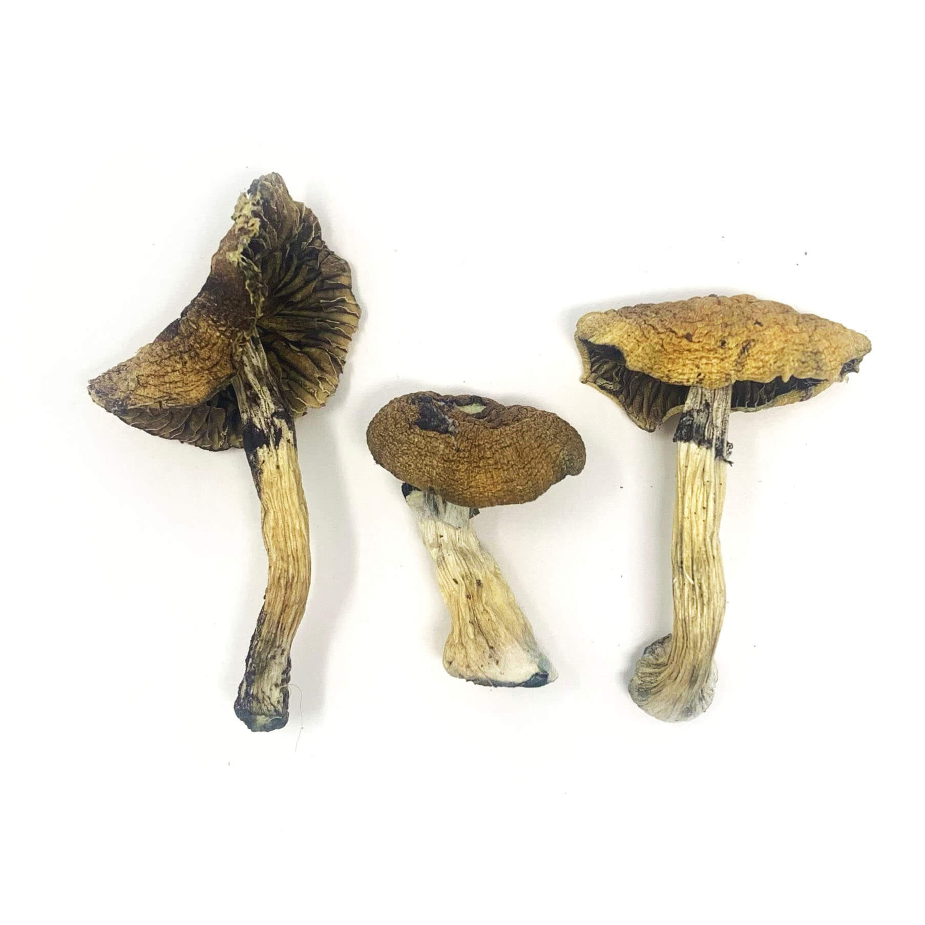 Buy Escondido Online | Magic Mushroom | BC Medi Chronic