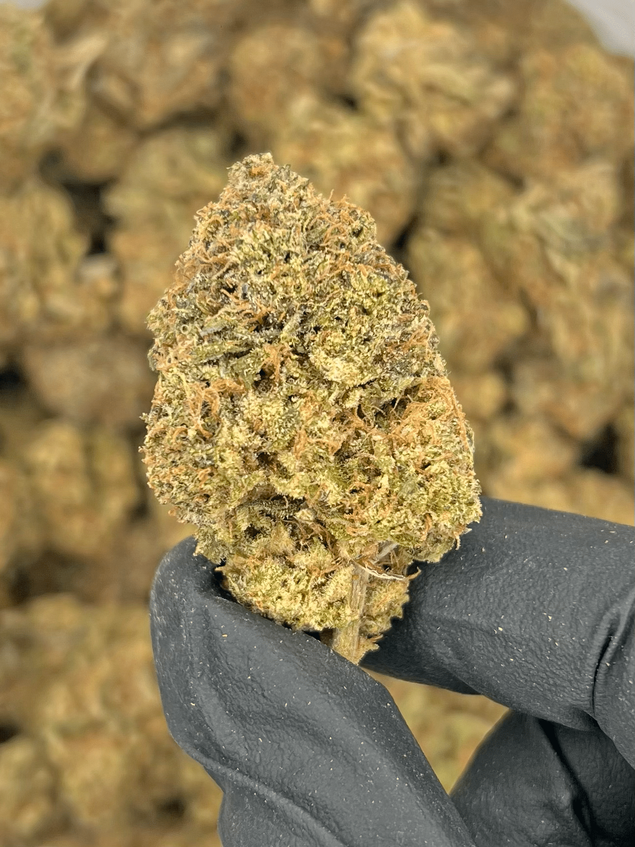 Pink Kush | Best Online Dispensary