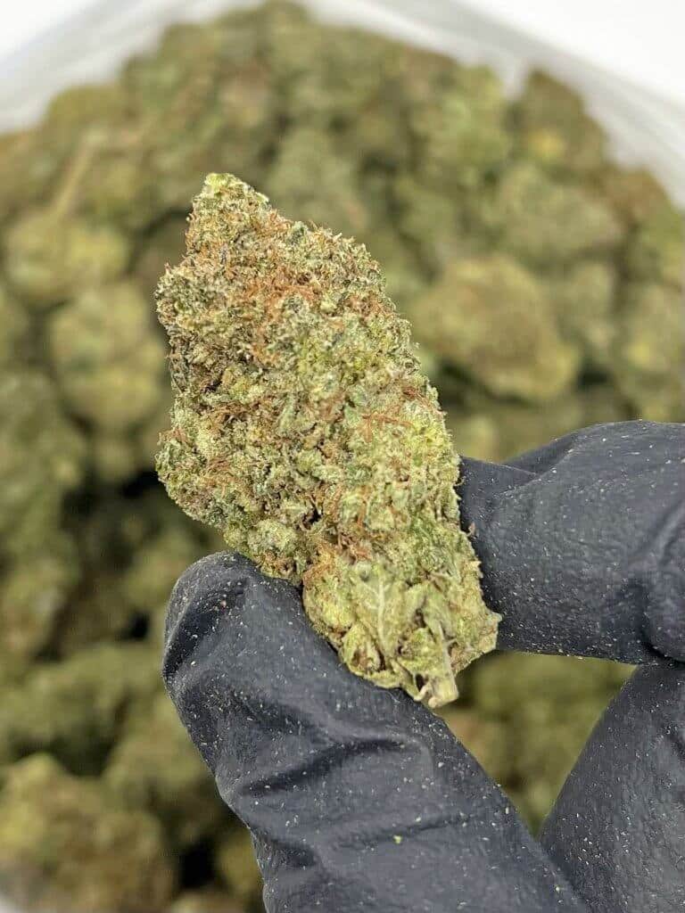 Green Diesel BC Medi Chronic