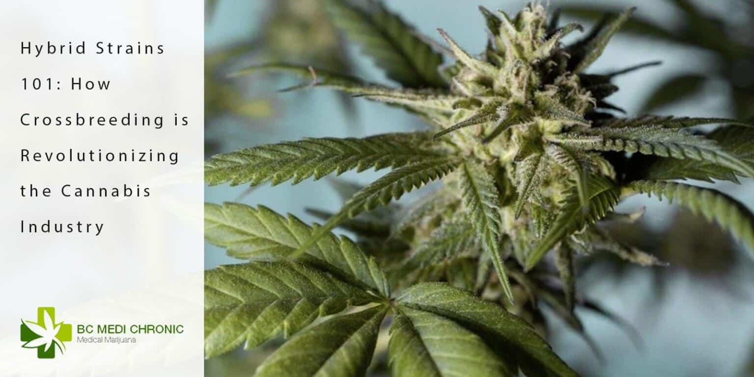 Hybrid Strains 101 How Crossbreeding is Revolutionizing the Cannabis