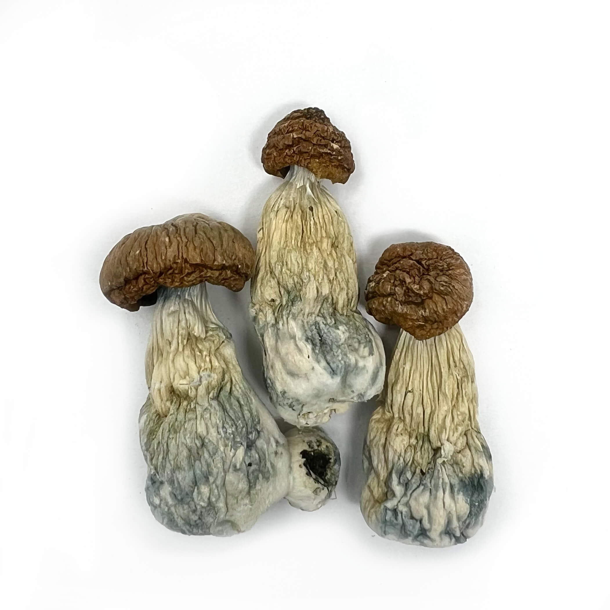 Penis Envy Magic Mushrooms Wholesale BC Medi Chronic