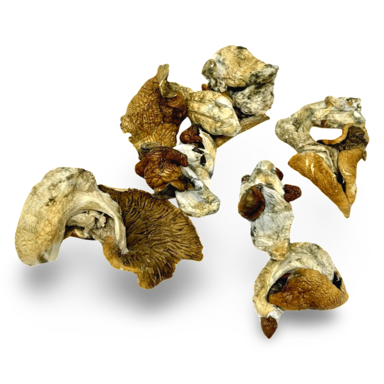 Code Blue Magic Mushrooms BC Medi Chronic