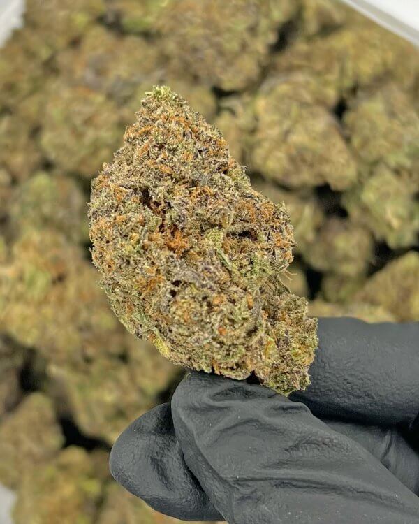 Purple Legend Bomb