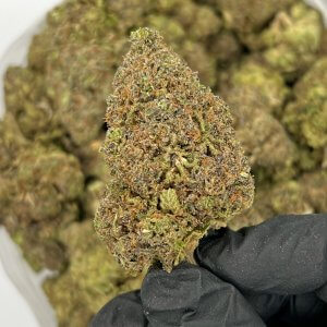 Jack Herer | Best Online Dispensary