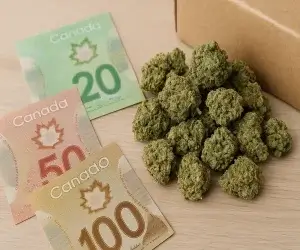 Best Strains to Buy in Bulk Weed in Canada