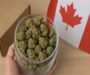 Why Canadians Are Buying Bulk Weed