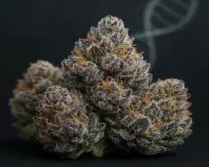 Superior Genetics Make El Chapo a Standout Strain