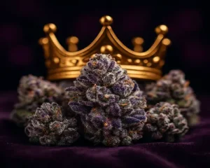 Final Thoughts El Chapo Strain Is Indica Royalty