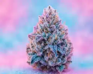 Frequently Asked Questions Cotton Candy Strain 