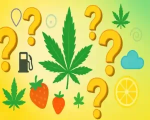 FAQ Your Most Asked Questions About the Top Sativa Strains
