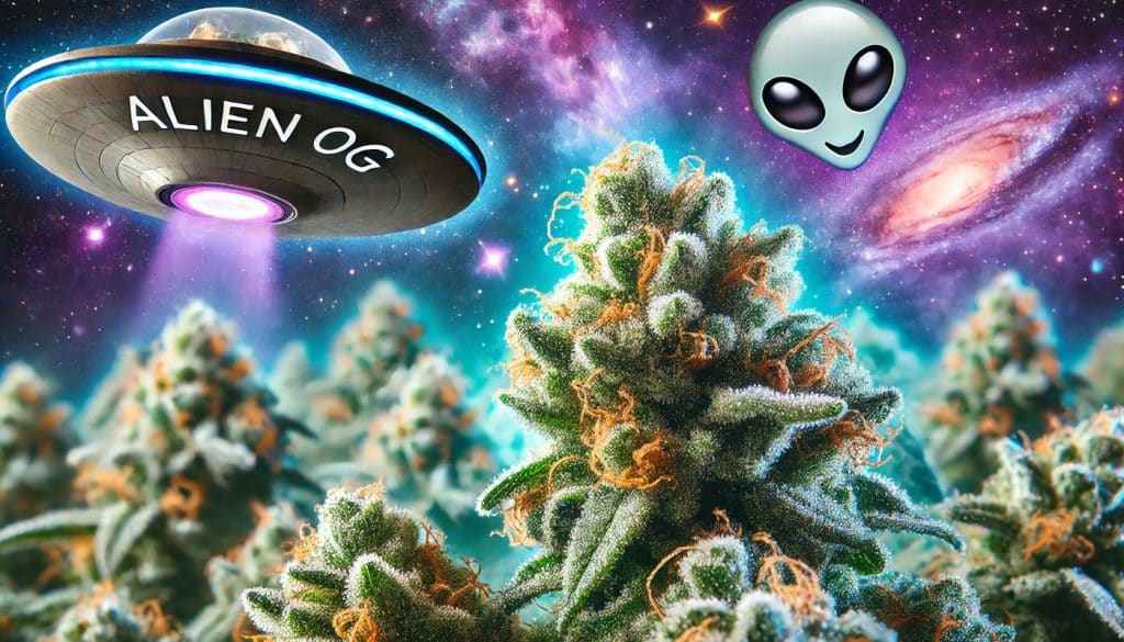 Alien OG Cannabis A Potent Hybrid From Another World