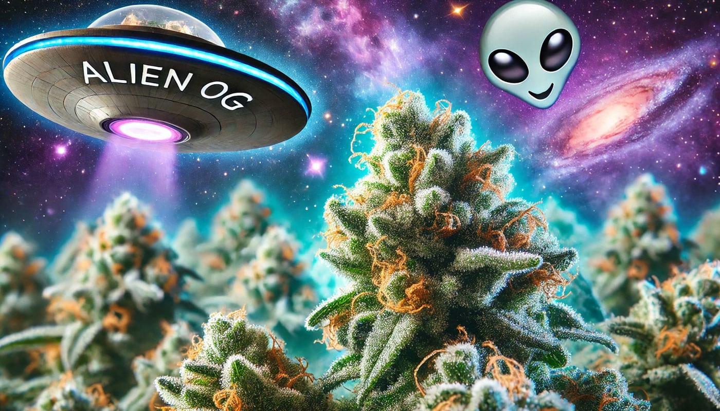 Alien OG Cannabis: A Potent Hybrid From Another World 👽 - BC Medi Chronic