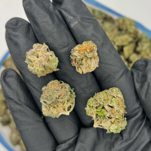 Frosted Gelato | Best Online Dispensary